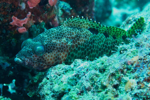 Foursaddle grouper (Epinephelus spilotoceps) — Serranidae — 3