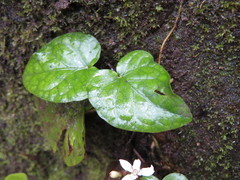 Geophila
