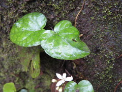 Geophila