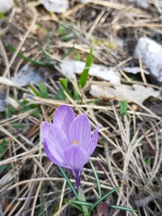 Crocus neapolitanus
