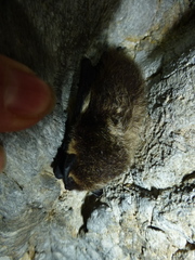 Eptesicus nilssonii