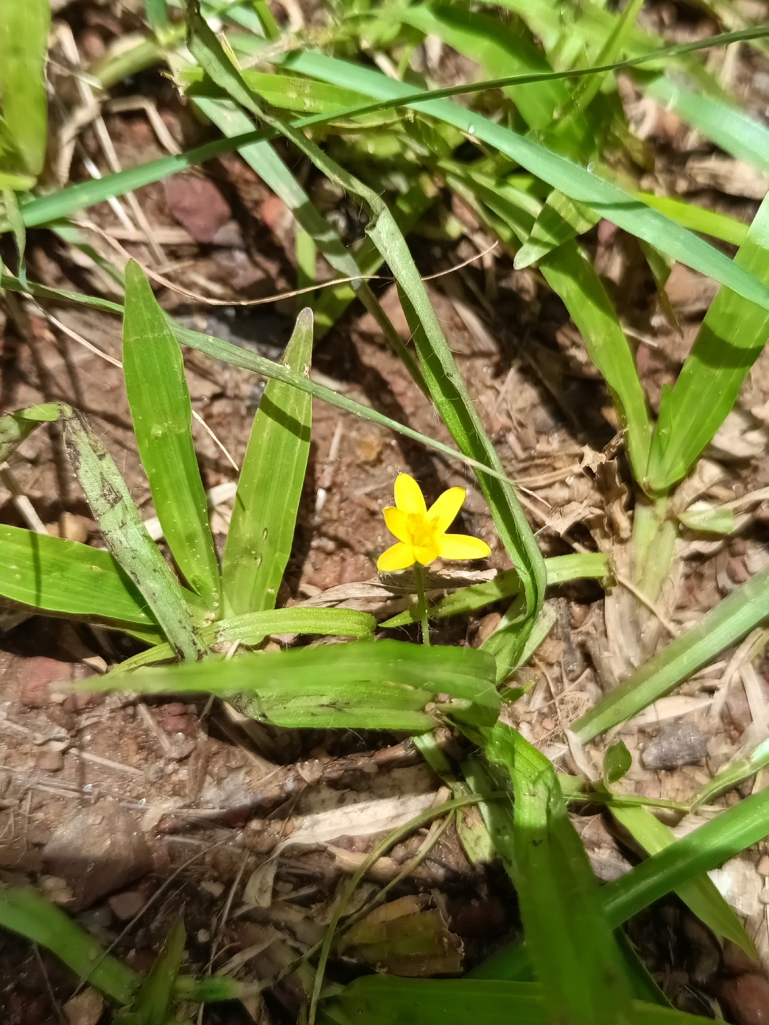 Coquí (Hypoxis decumbens)