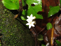 Geophila
