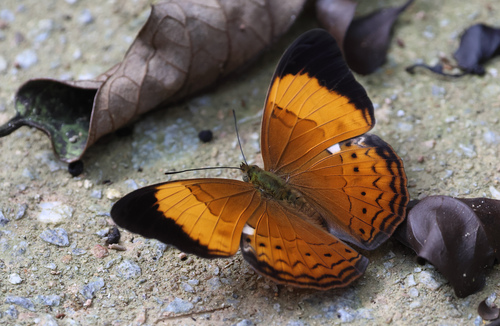 Cirrochroa chione