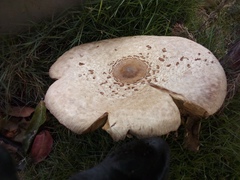 Chlorophyllum molybdites