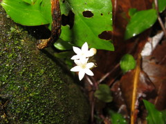 Geophila