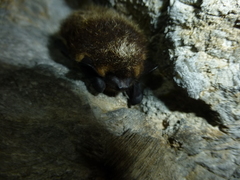 Eptesicus nilssonii