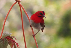 Aethopyga temminckii