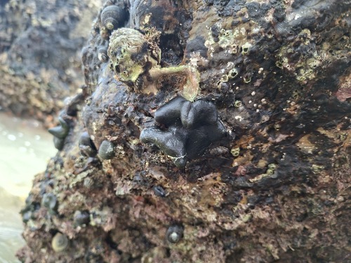 rock velvet (Codium convolutum)