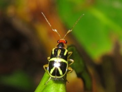 Metrobrotica geometrica