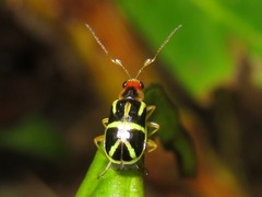 Metrobrotica geometrica