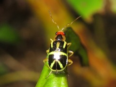 Metrobrotica geometrica