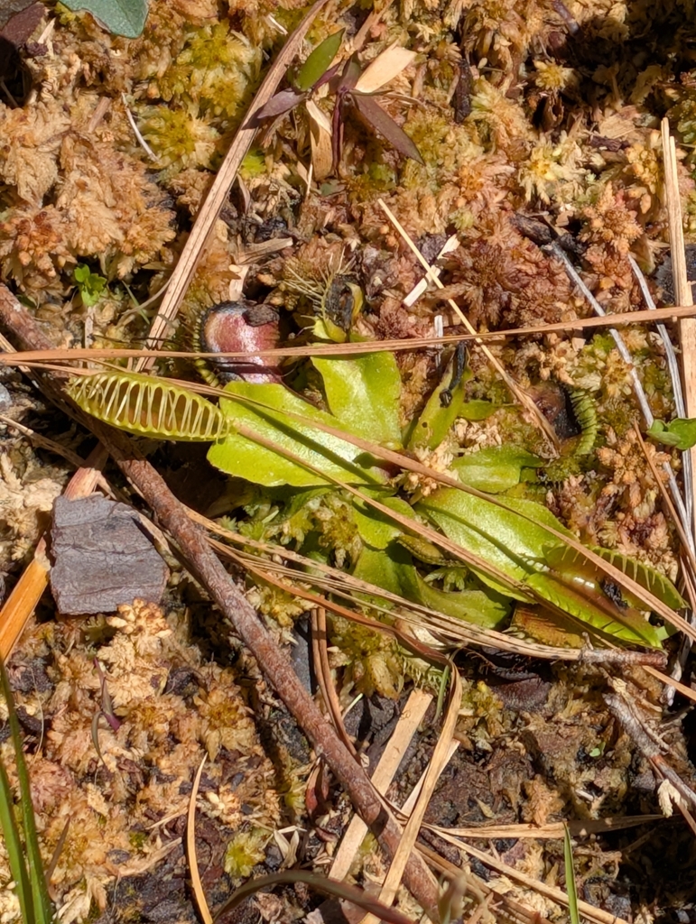 Venus Atrapamoscas — Dionaea muscipula