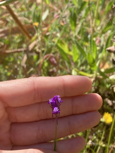 Jersey toadflax (Linaria pelisseriana)