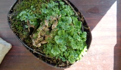 Marchantia polymorpha ruderalis