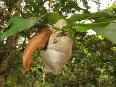 Angiopolybia