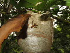 Angiopolybia