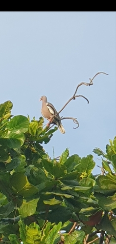 Bare-eyed Pigeon (Patagioenas corensis)