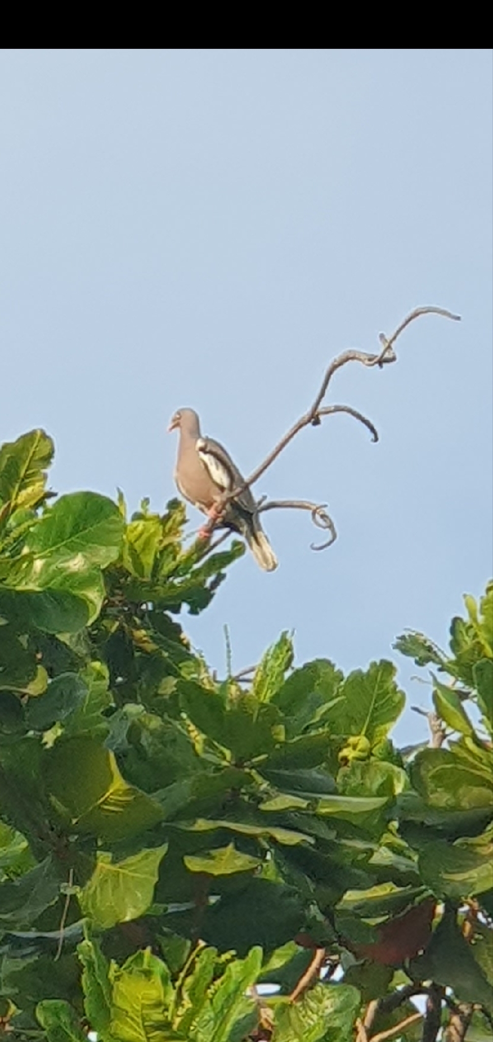 Bare-eyed Pigeon (Patagioenas corensis), photo 1