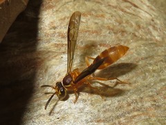 Angiopolybia