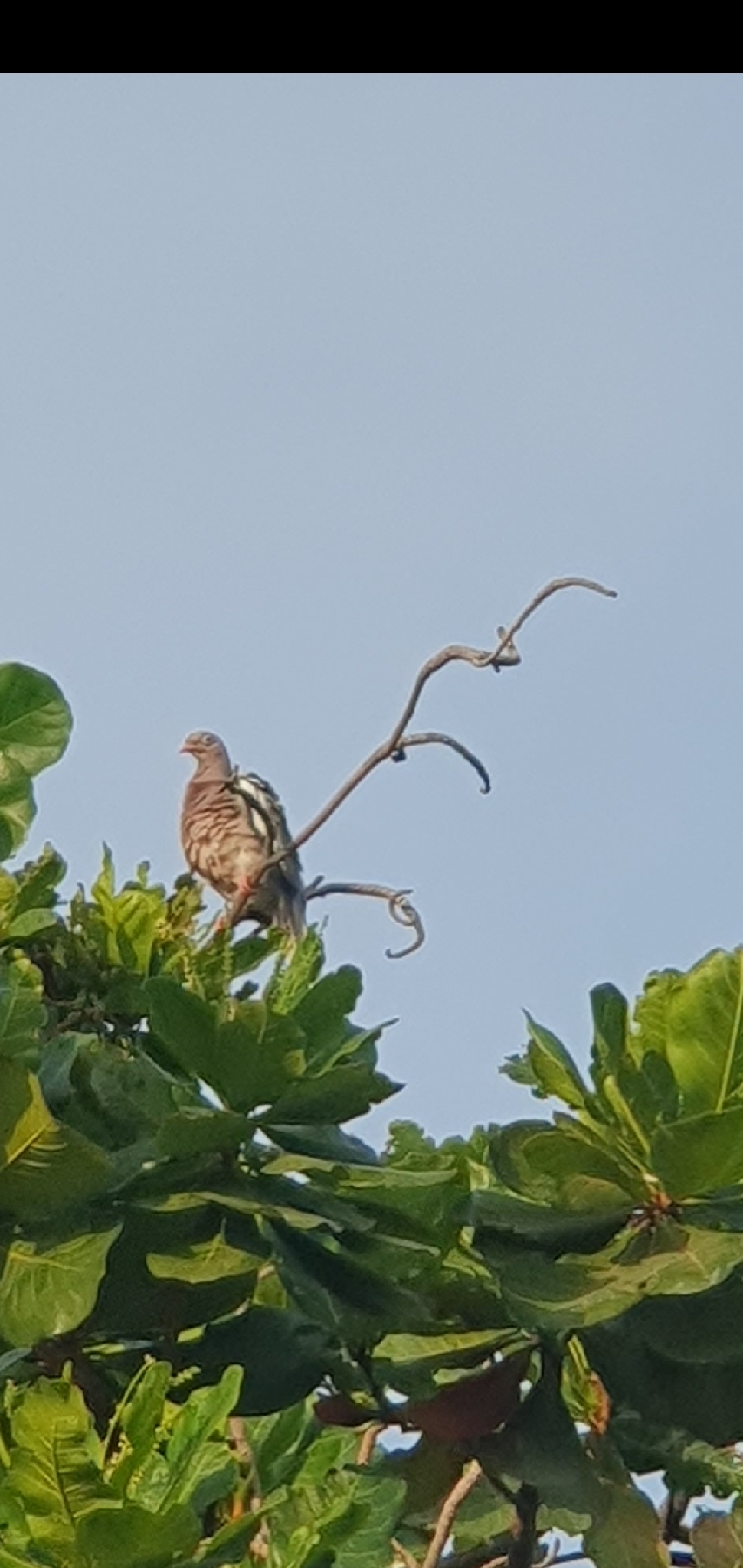 Bare-eyed Pigeon (Patagioenas corensis), photo 2