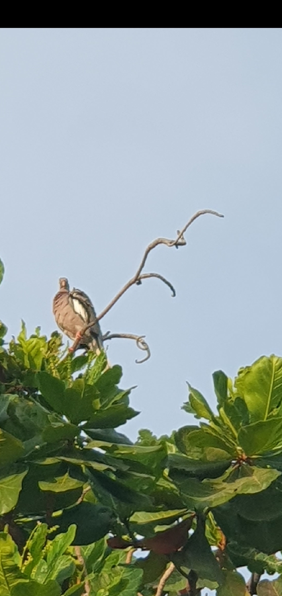 Bare-eyed Pigeon (Patagioenas corensis), photo 3