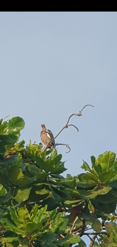 Bare-eyed Pigeon (Patagioenas corensis), photo 8