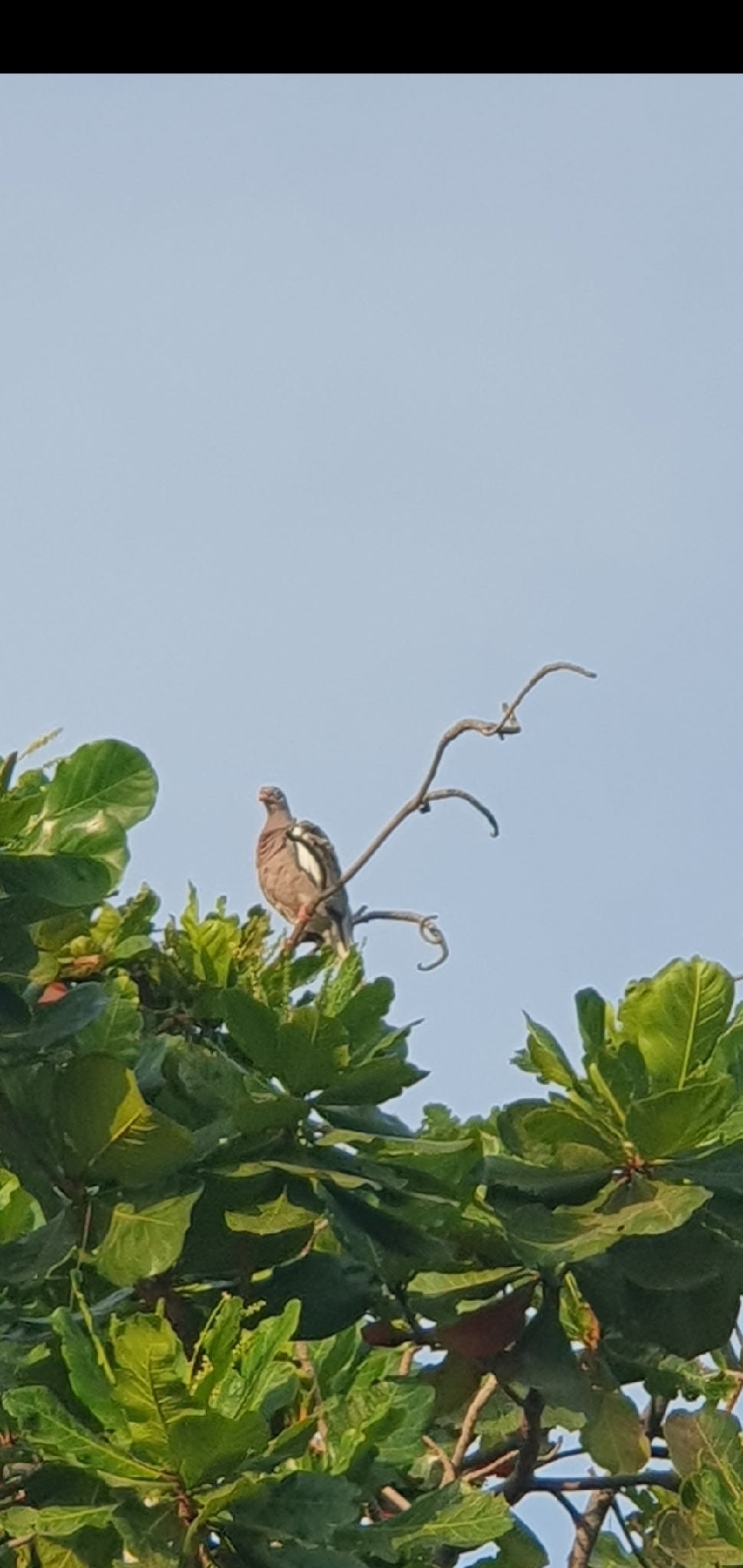 Bare-eyed Pigeon (Patagioenas corensis), photo 4