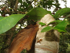 Angiopolybia