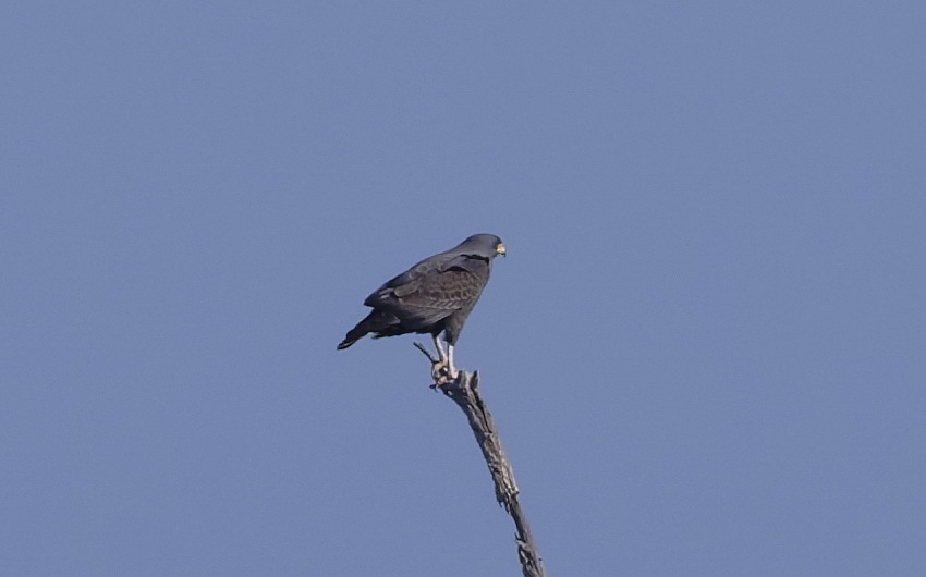 Cuban Black Hawk (Buteogallus gundlachii), photo 2