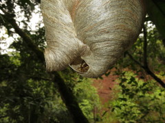 Angiopolybia