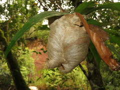 Angiopolybia
