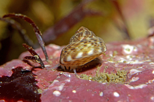 Gibbula tumida observed 2022-04-20