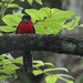 Bar-tailed Trogon - Photo (c) Steve Garvie, some rights reserved (CC BY-NC-SA)