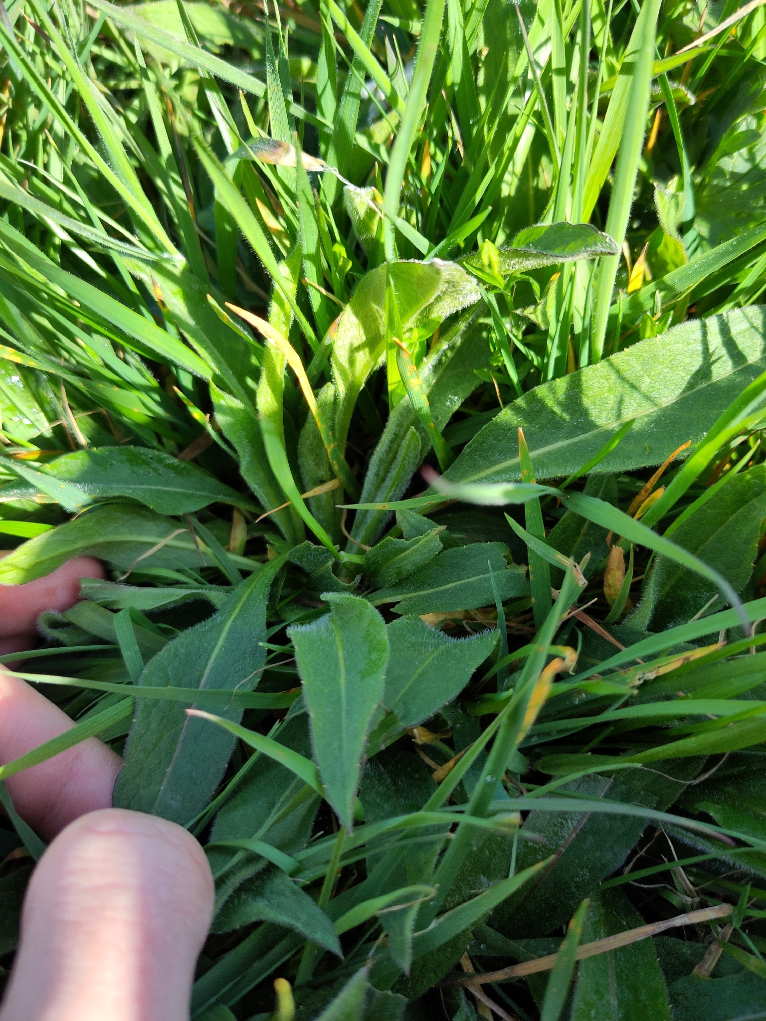 Common Knapweed (Centaurea nigra)