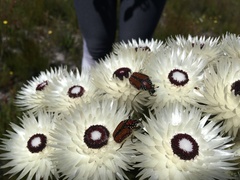 Trichostetha capensis hottentotta