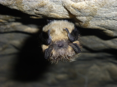 Eptesicus nilssonii