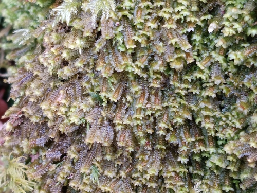 White Earwort (Diplophyllum albicans)
