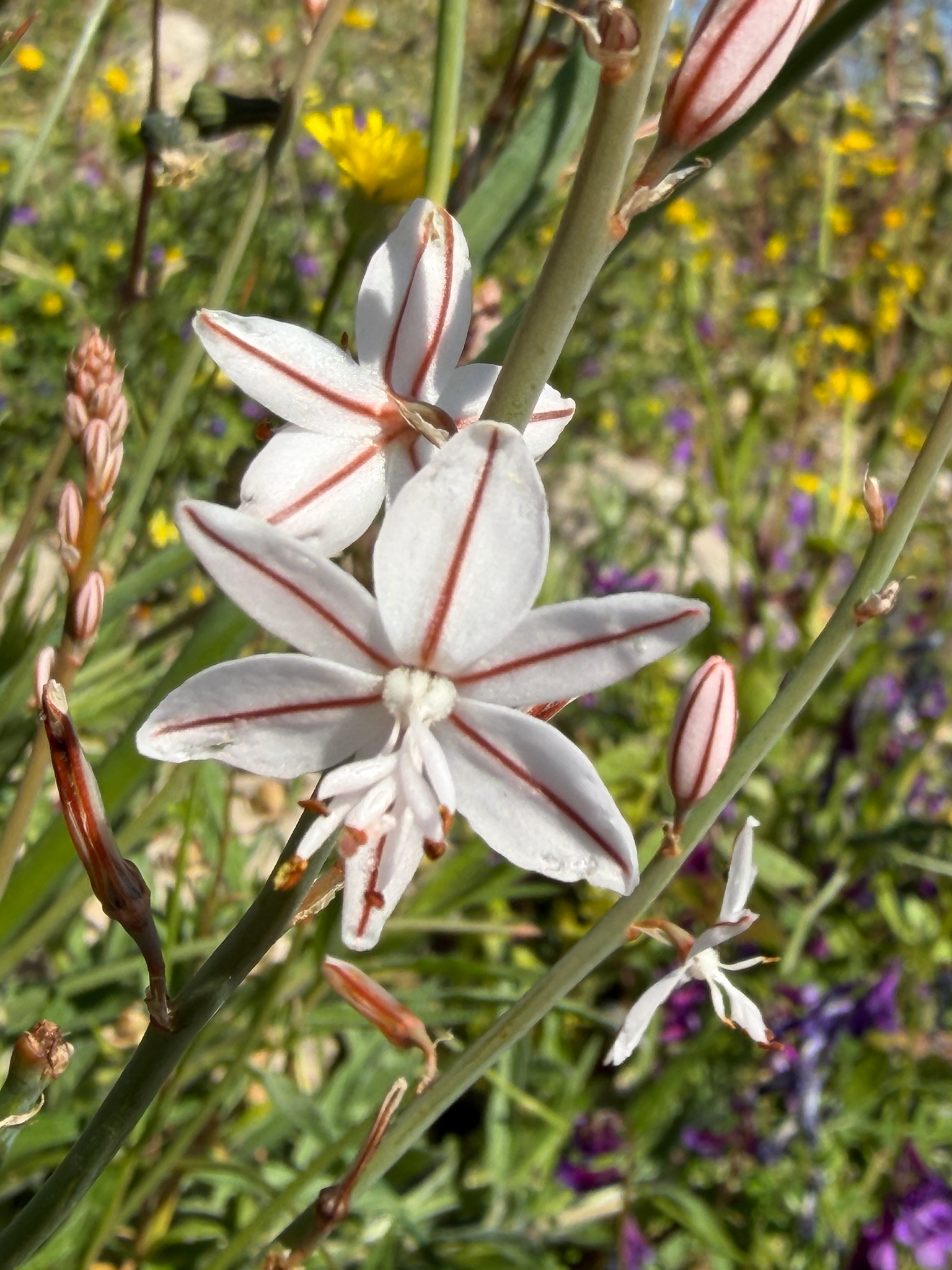 Onion-Leafed Asphodel (Asphodelus fistulosus)