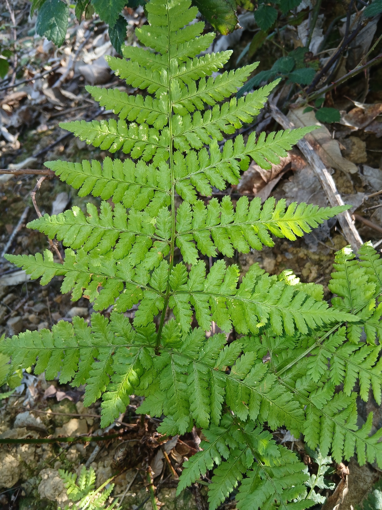 Broad Buckler-Fern (Dryopteris dilatata)