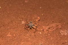 Amphiacusta caraibea