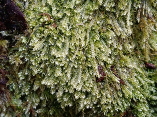 Elegant Silk-moss (Pseudotaxiphyllum elegans)