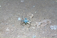 Amphiacusta caraibea