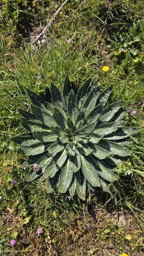 Echium asperrimum (Echium asperrimum)
