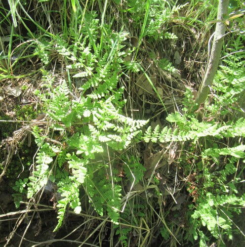 blunt woodsia (Woodsia obtusa)