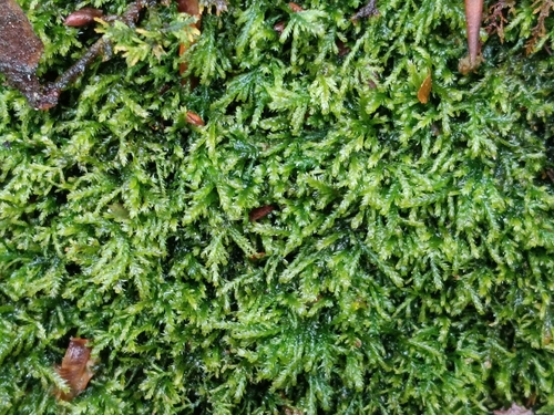Wry-leaved Tamarisk-moss (Heterocladium heteropterum)