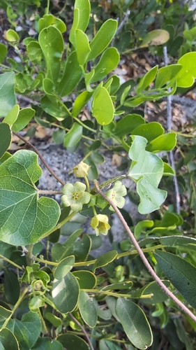 Plateau Milkvine (Matelea edwardsensis)