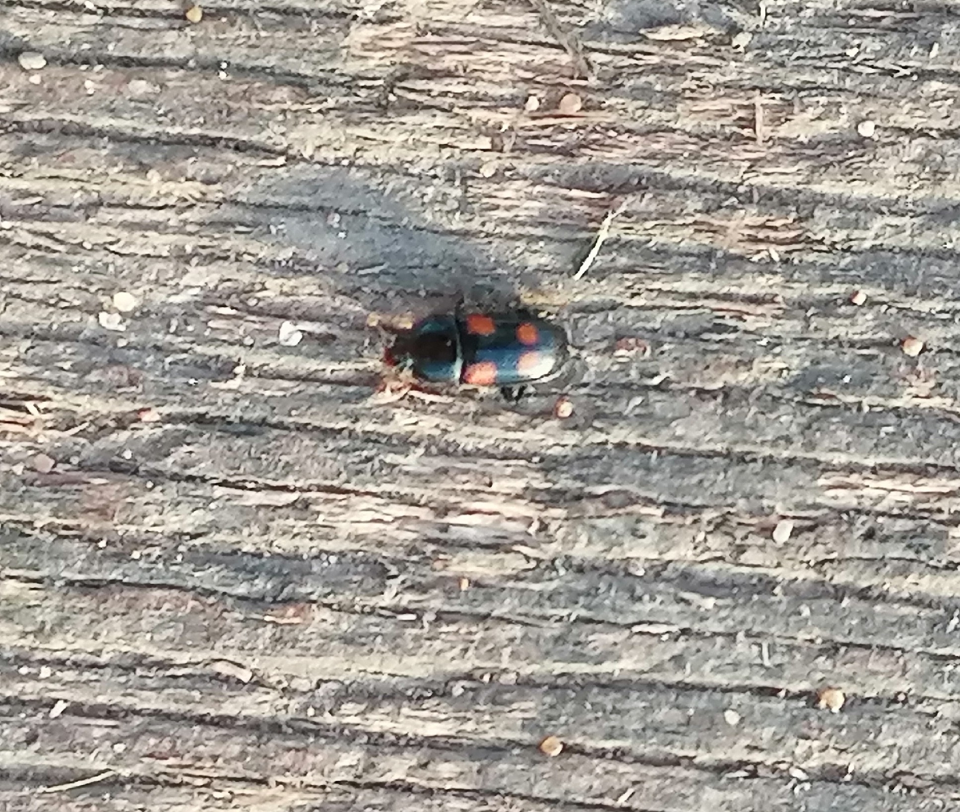 Ipidia binotata