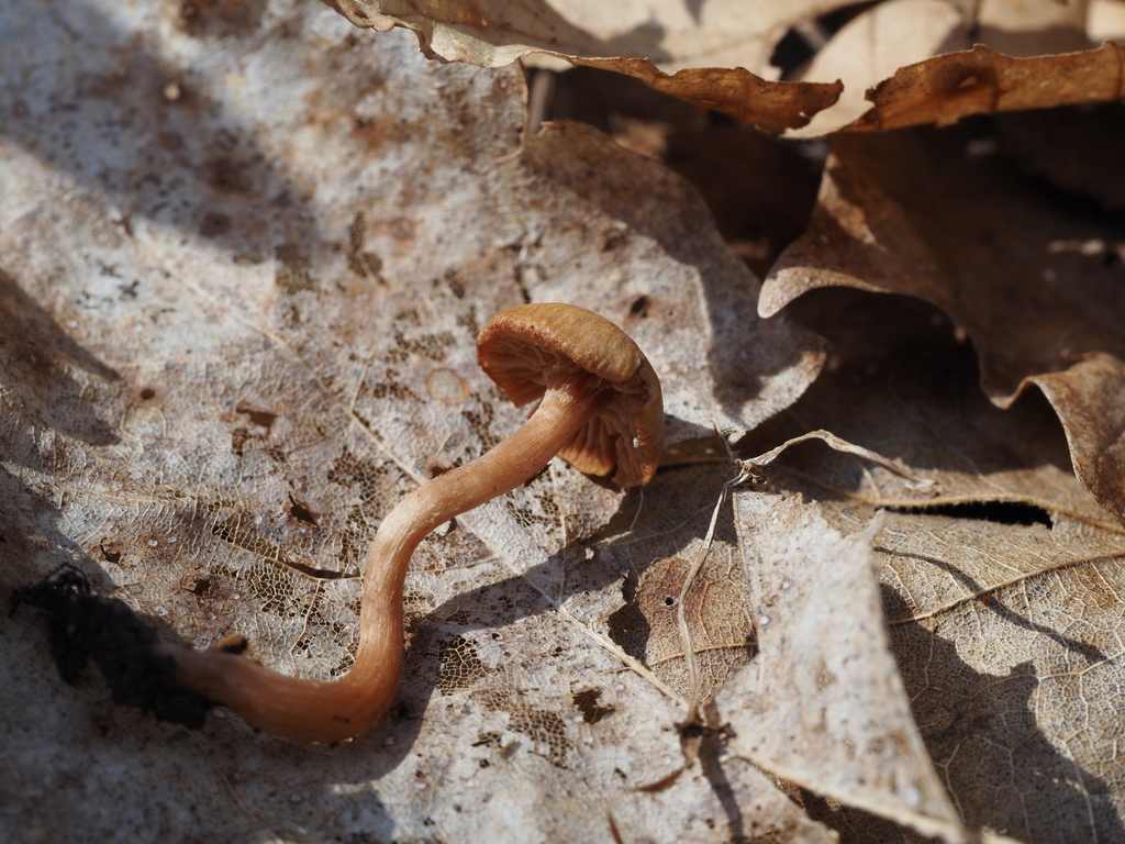 Tubaria furfuracea · April 2026 · photo: © smpbiologist-jwilliams (iNaturalist, cc-by)