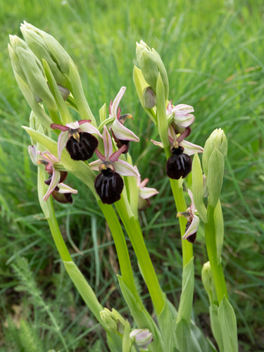 Early Spider-orchid (Ophrys sphegodes)